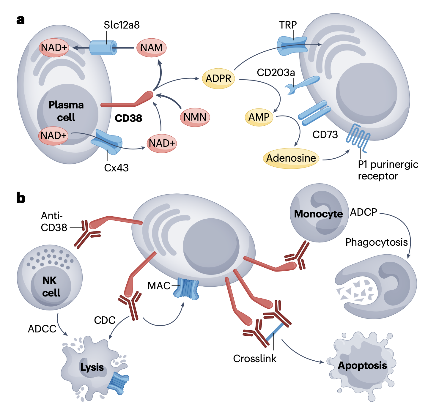 playing-it-safe-can-felzartamab-fill-the-gap-in-amr-treatment-nephjc