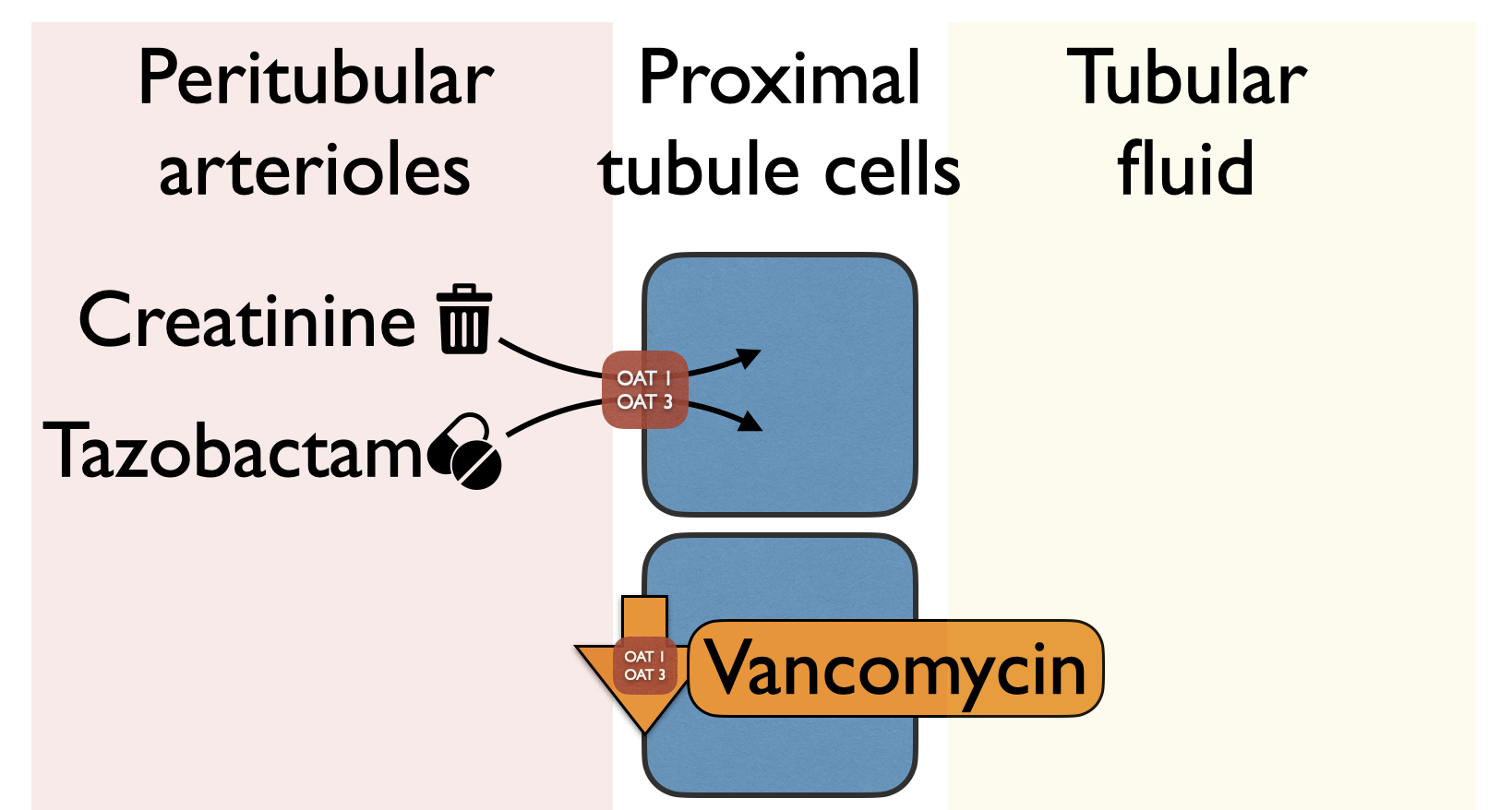 Vancomycin and Piperacillin-Tazobactam: Friends or foes? — NephJC