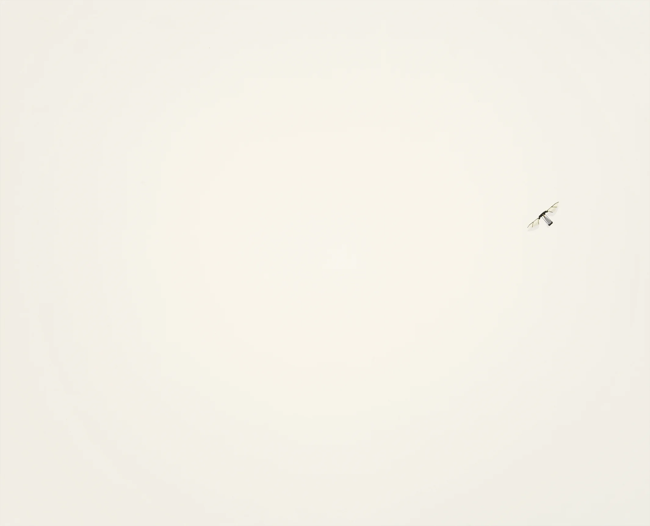Fly.jpg