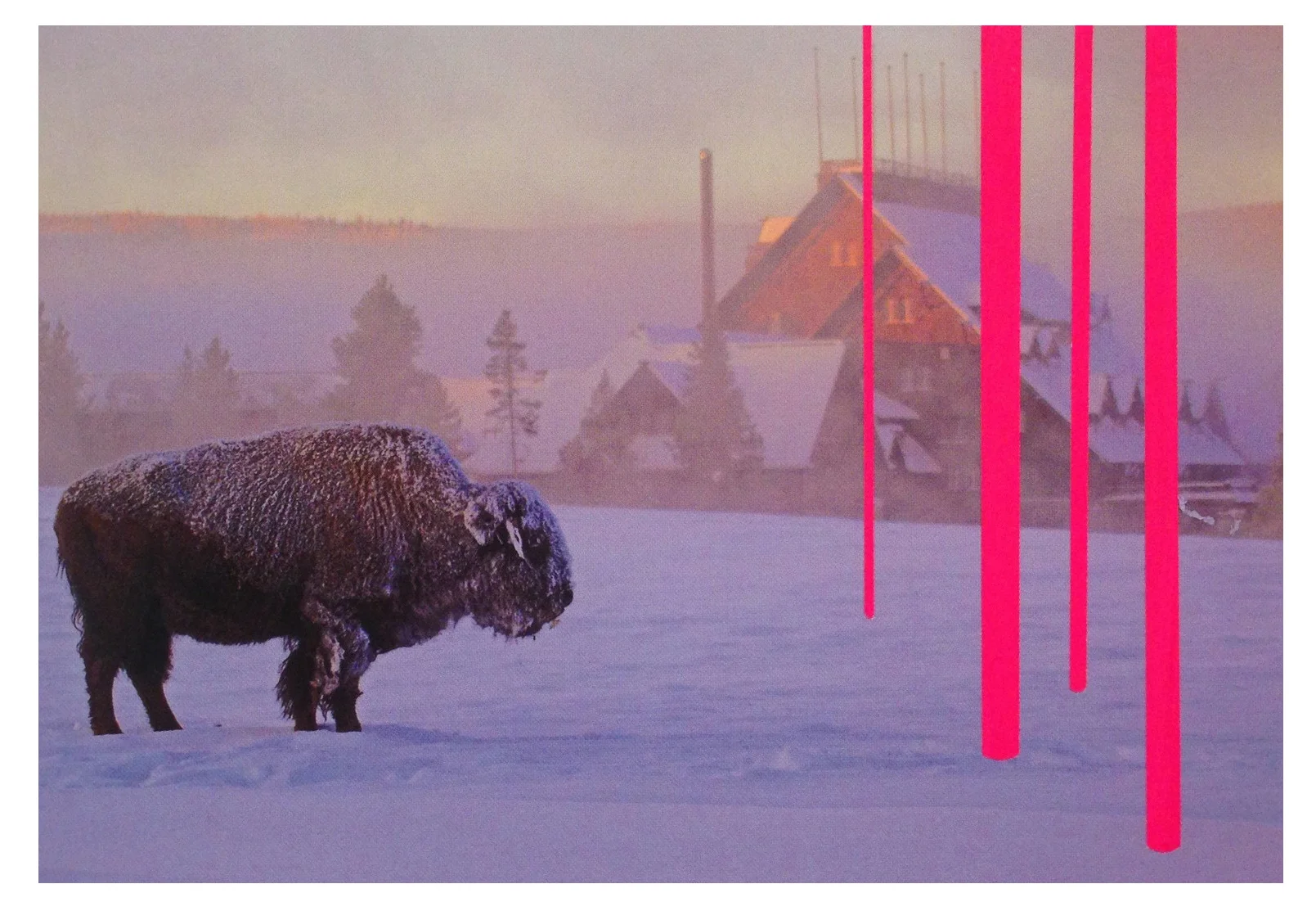 bison.jpg
