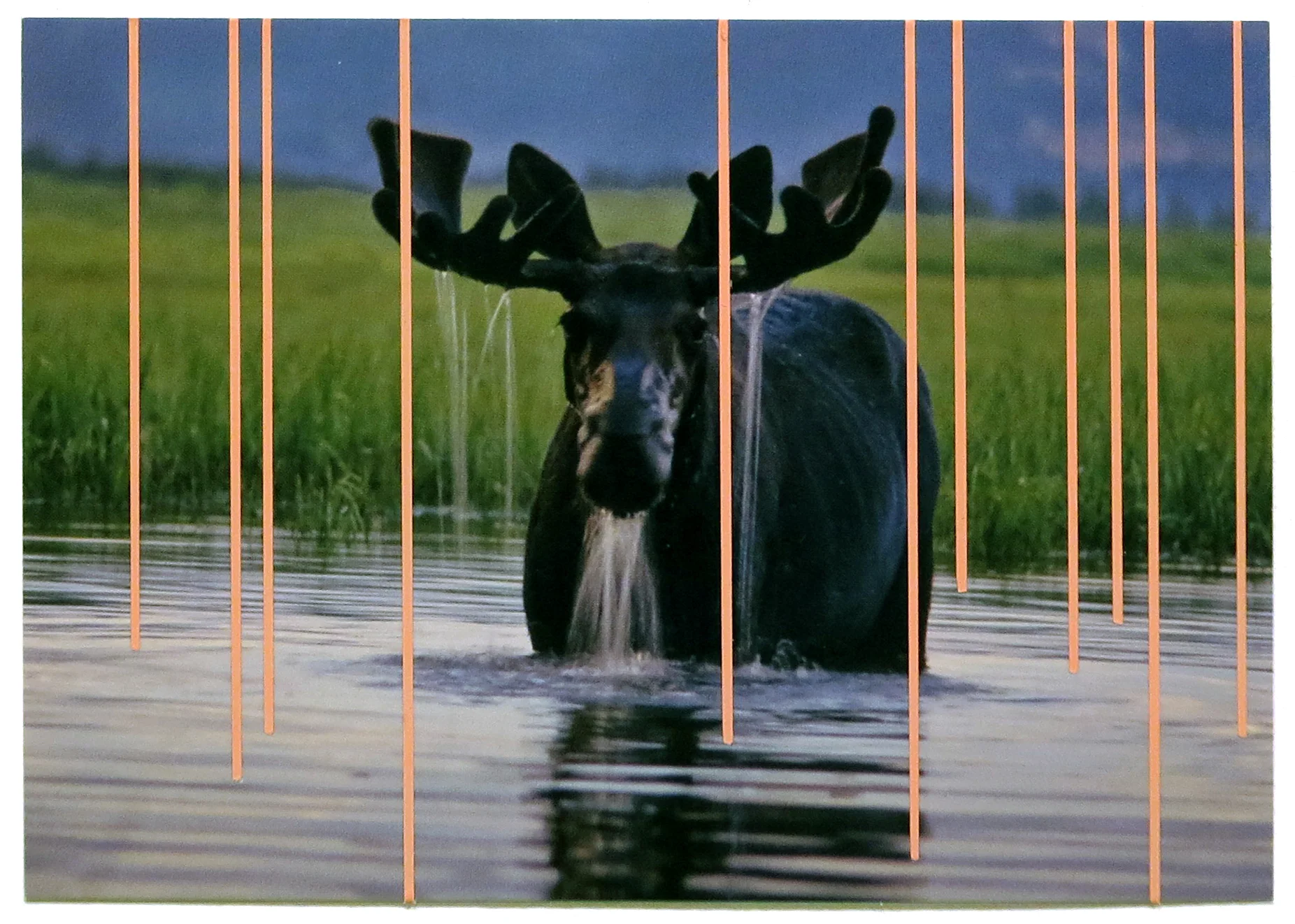 moose2.jpg