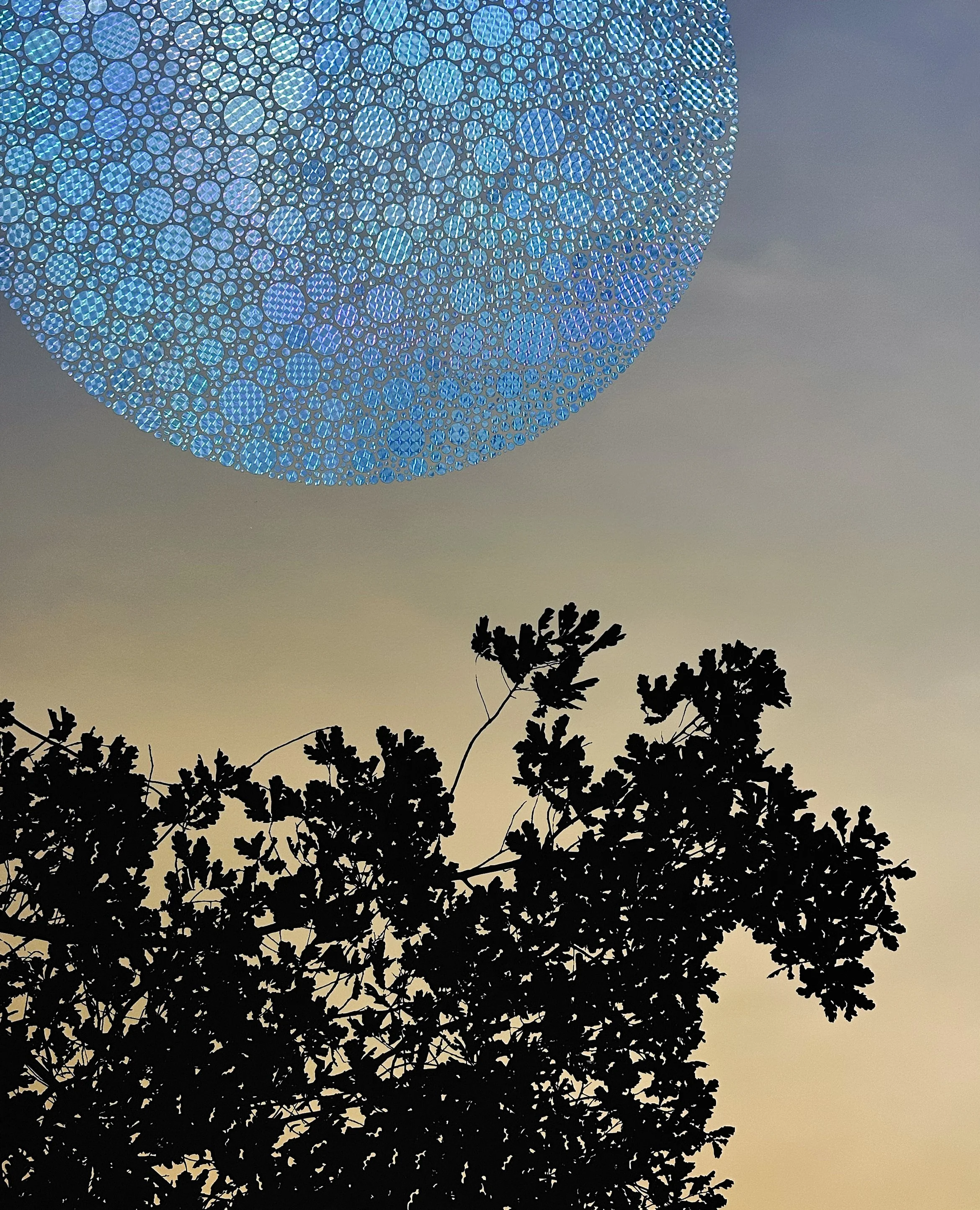 Sundog (blue) 2026