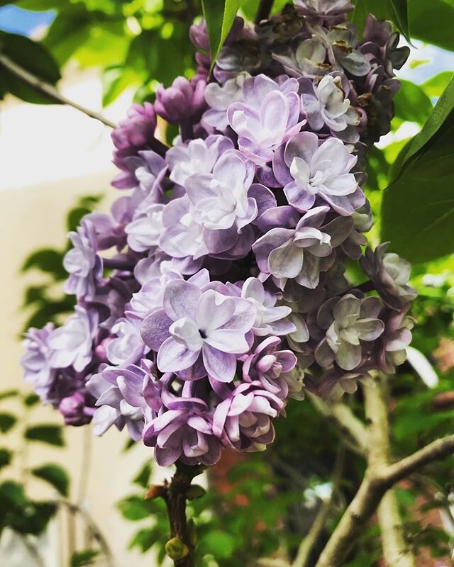 On the rare days I walk out my front door, this beauty greets me. 💜 The house I grew up in (#thepinkhouse) had a large and lovely lilac bush settled right along the edge of our property. It felt like you could smell it from every corner of that old 