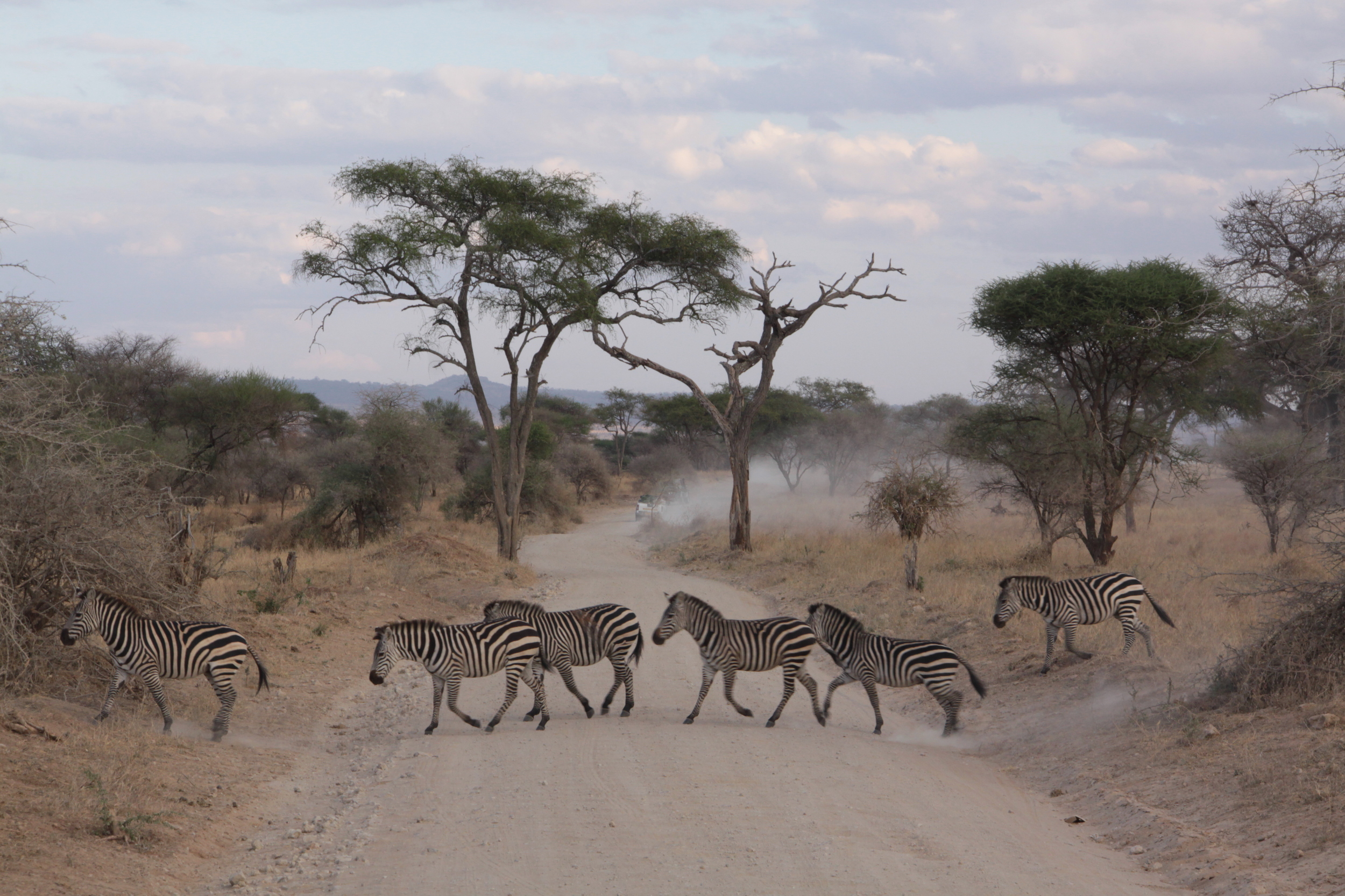  zebra crossing... 