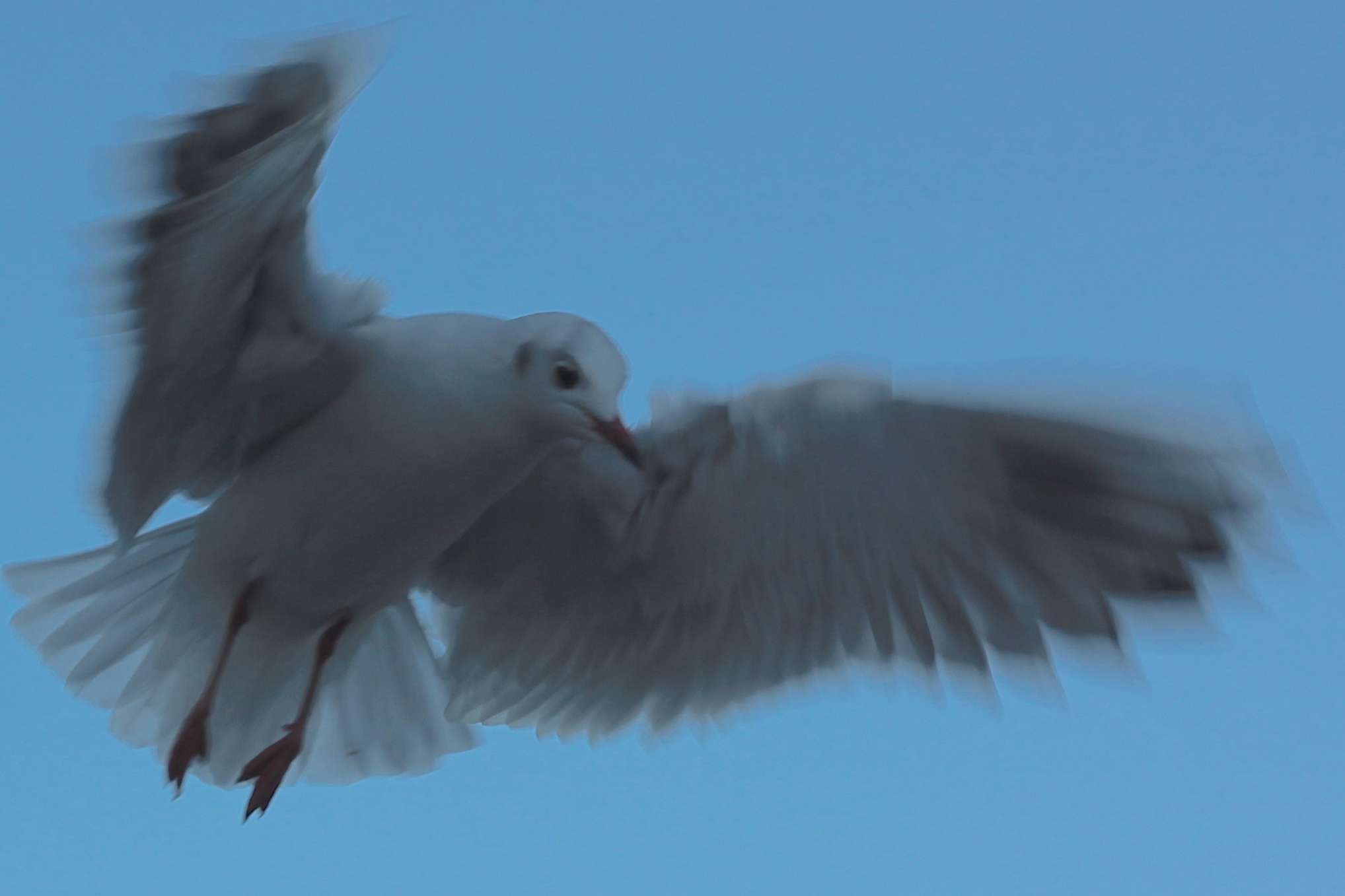 IMG_0937 - Version 3.JPG