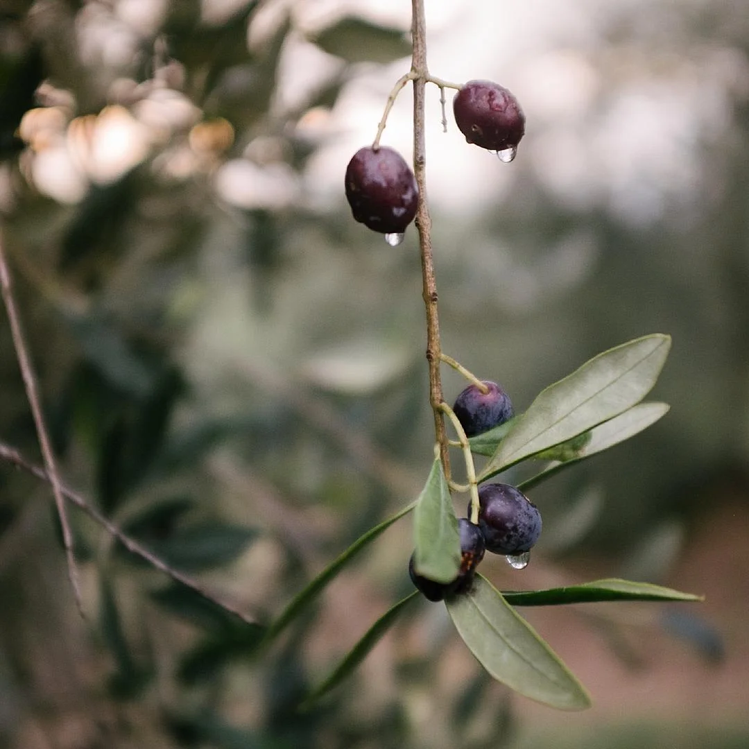 Lifestyle Family Photography Pittsburgh Rachel Rossetti_0614.jpg