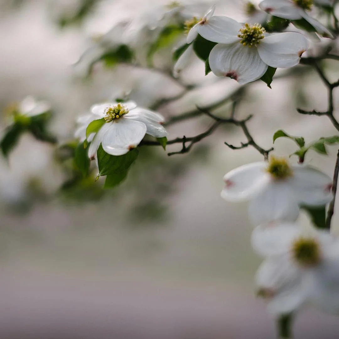 Lifestyle Family Photography Pittsburgh Rachel Rossetti_0618.jpg