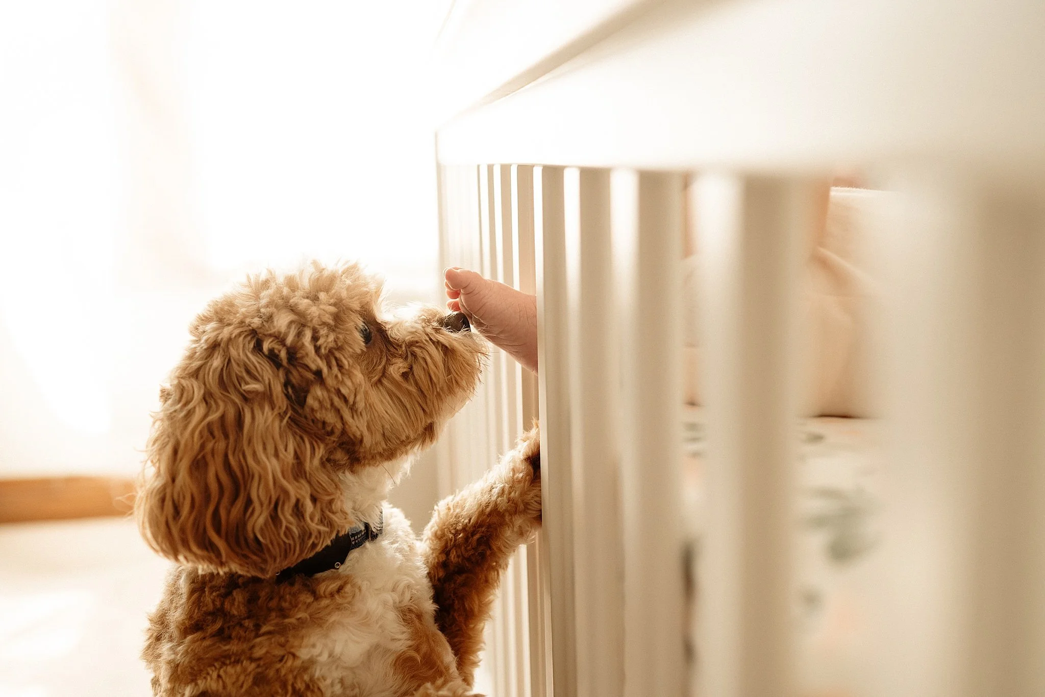 pets and babies in-home newborn pittsburgh