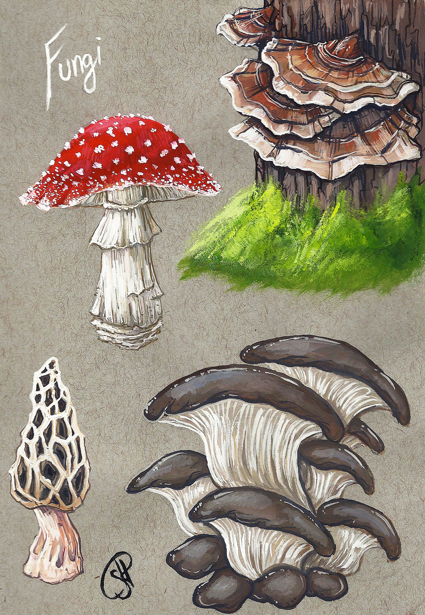 Fungi