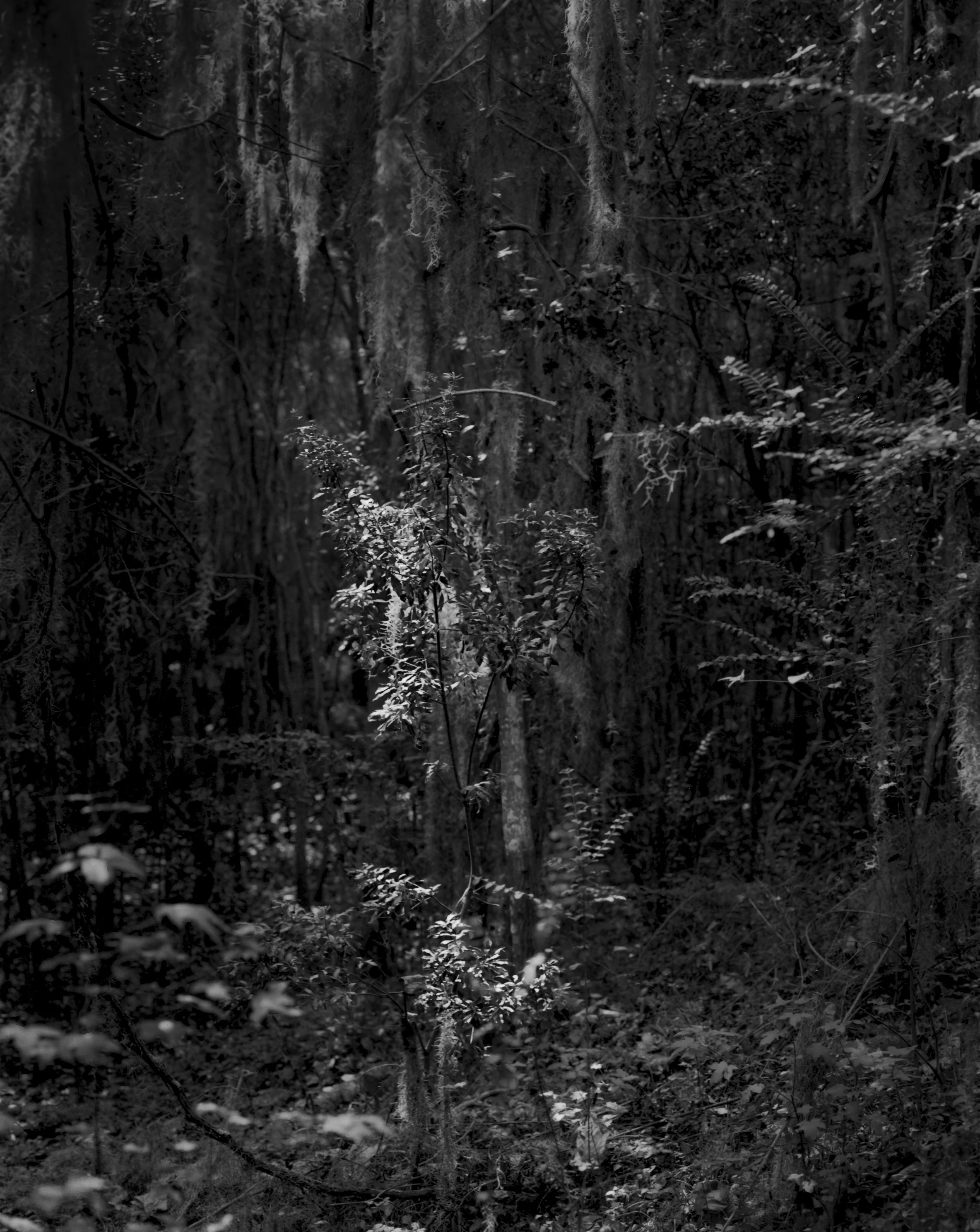 Weeping Light