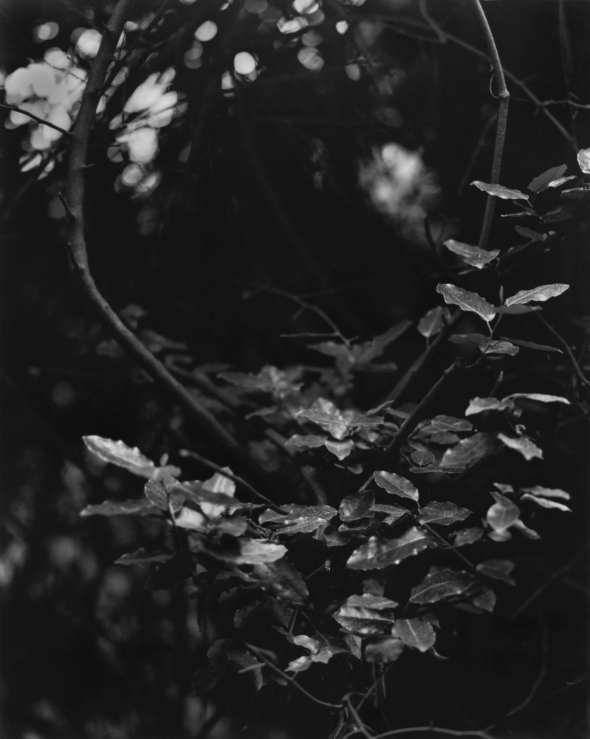 Ritual of Thorns