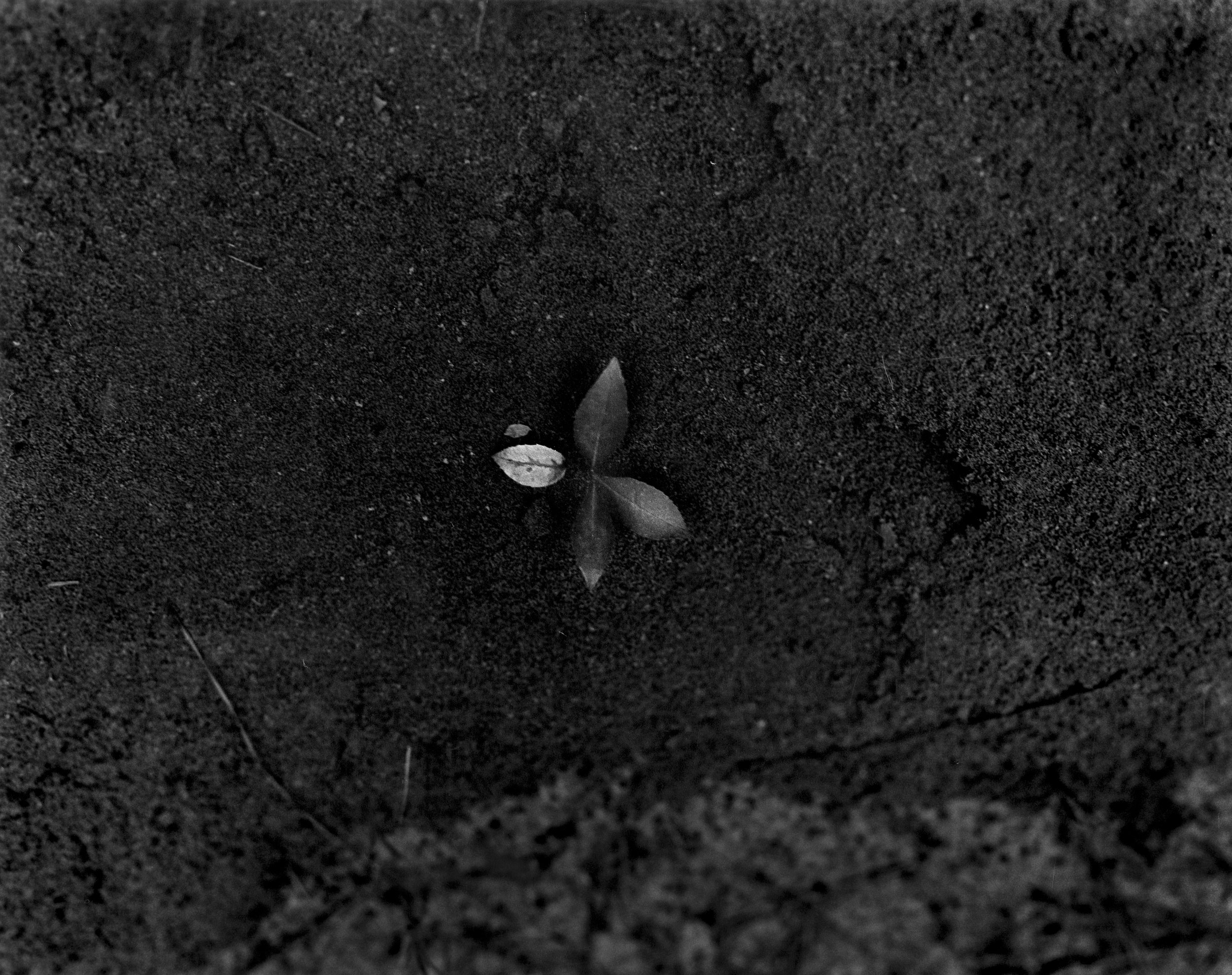 Sprouting Nostalgia