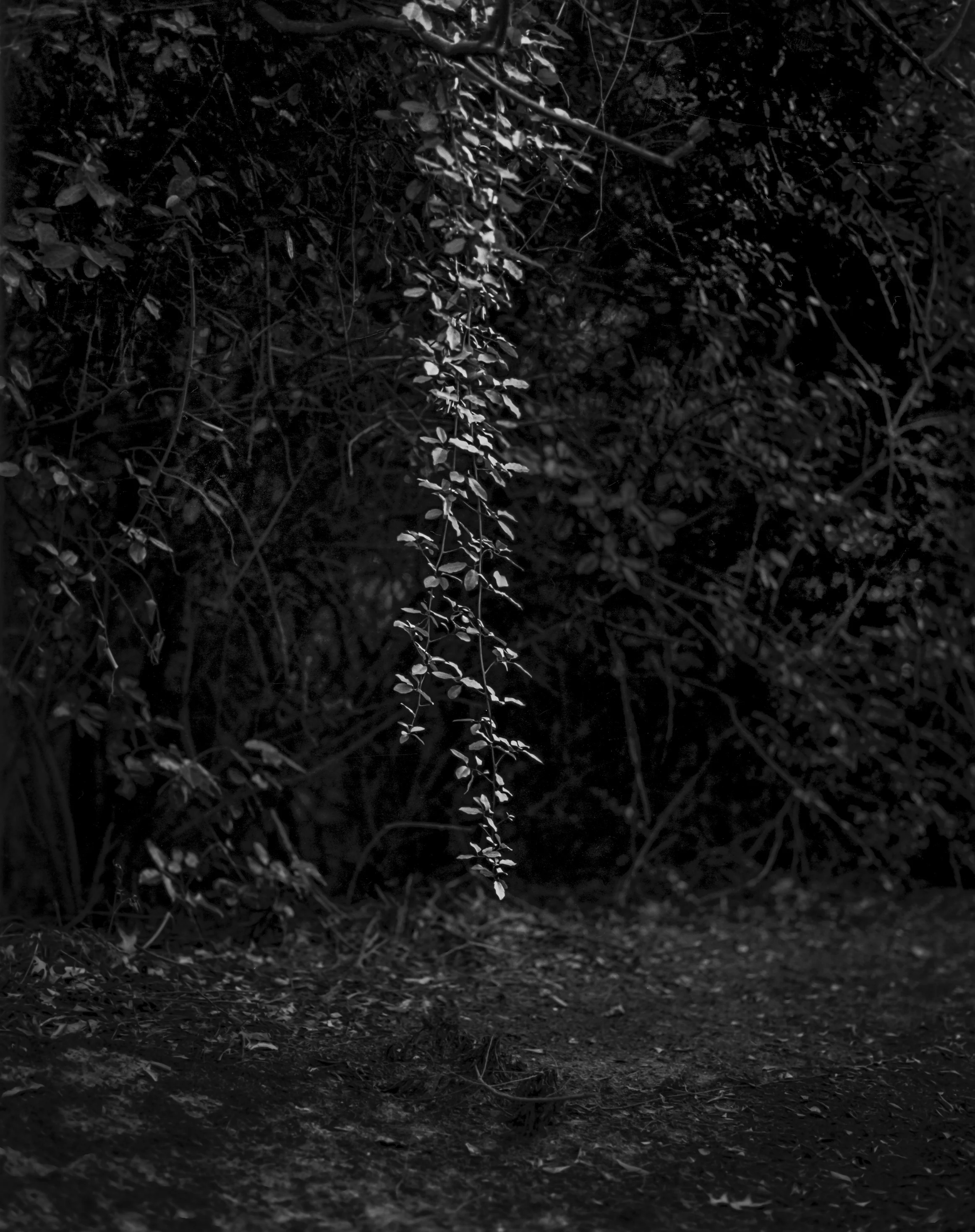 Dangling Dreams