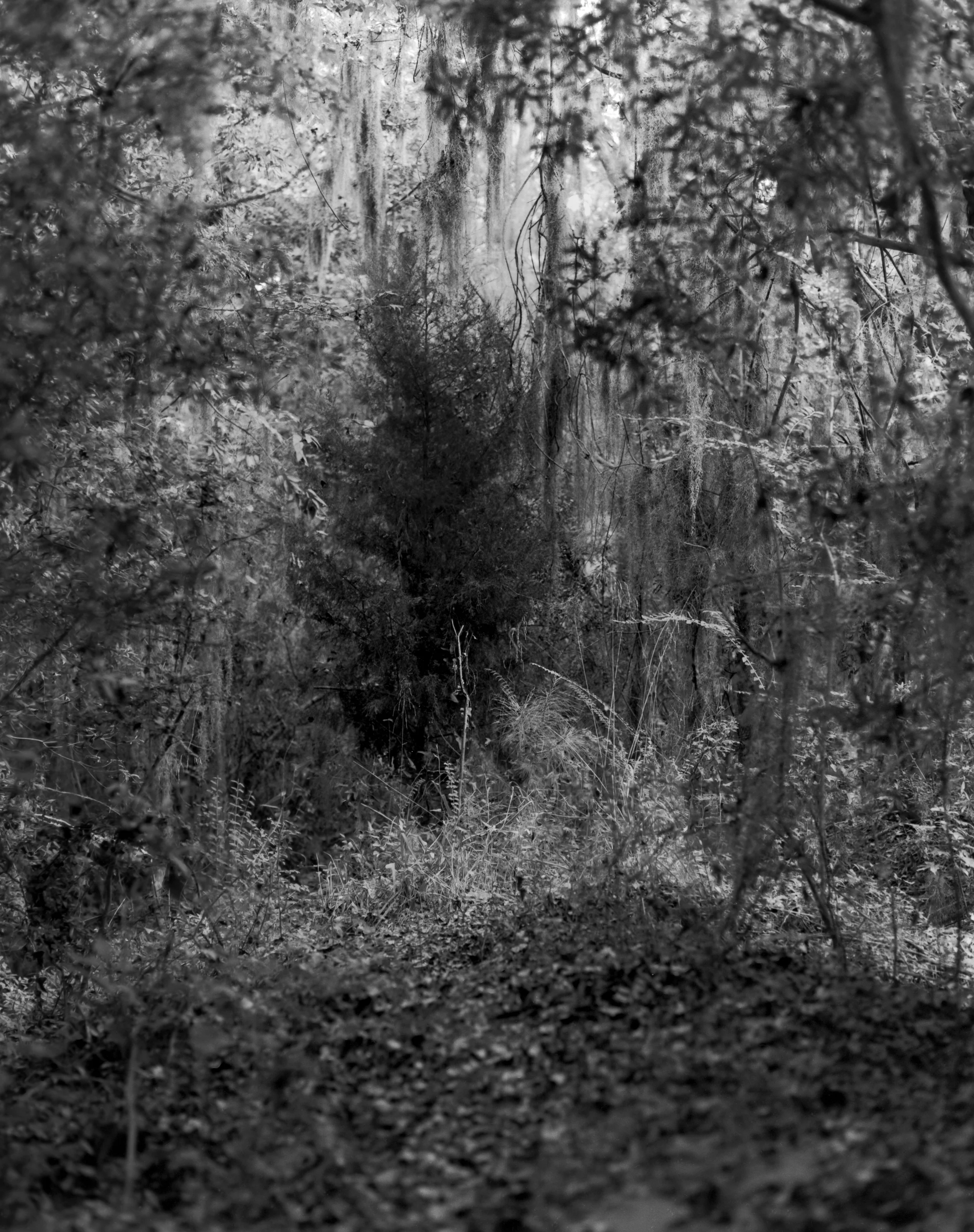 Dark Enchantment
