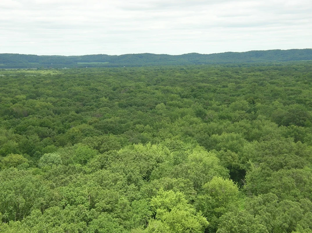trees.jpg