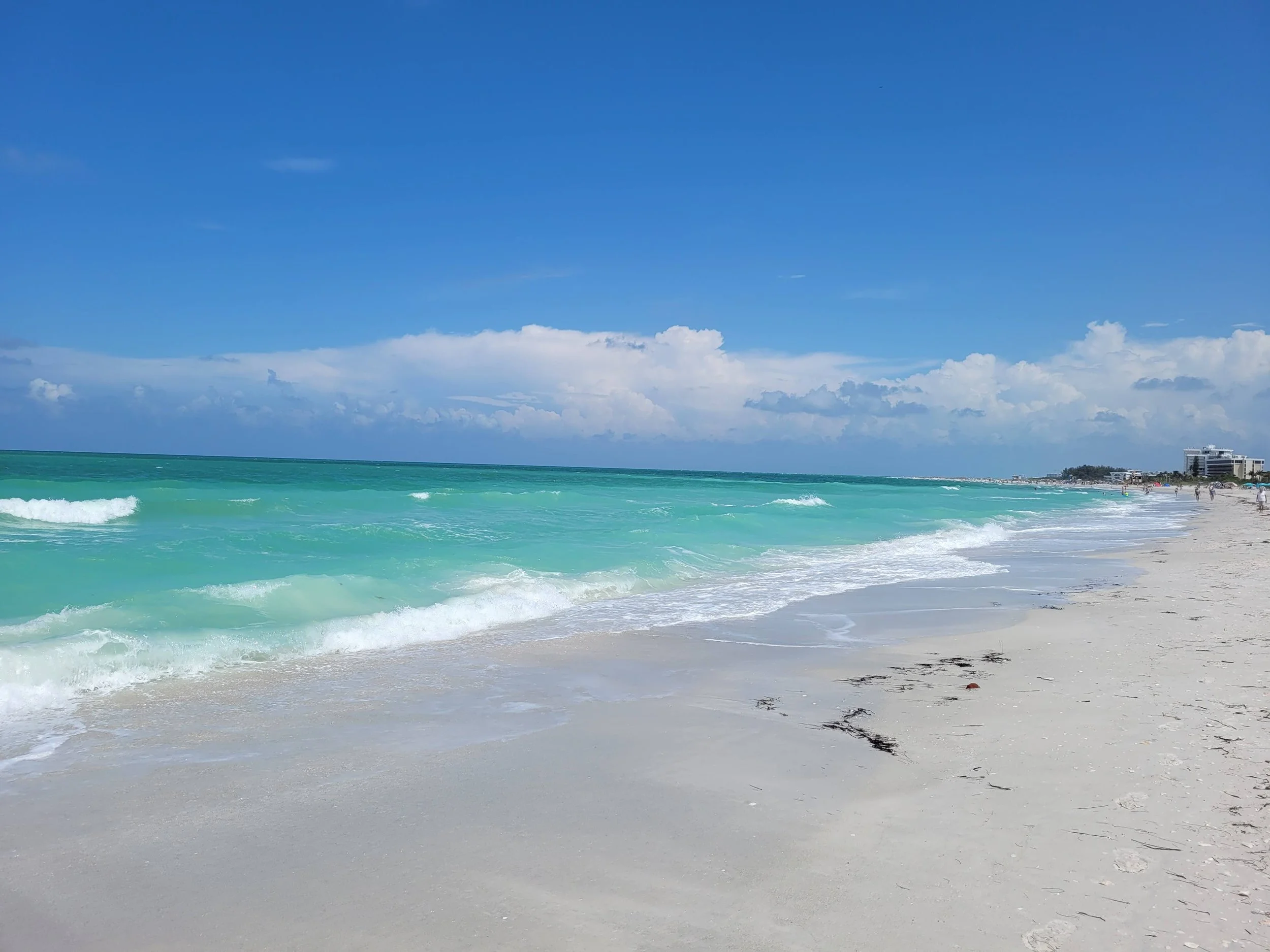 Shark Attacks on the Rise 