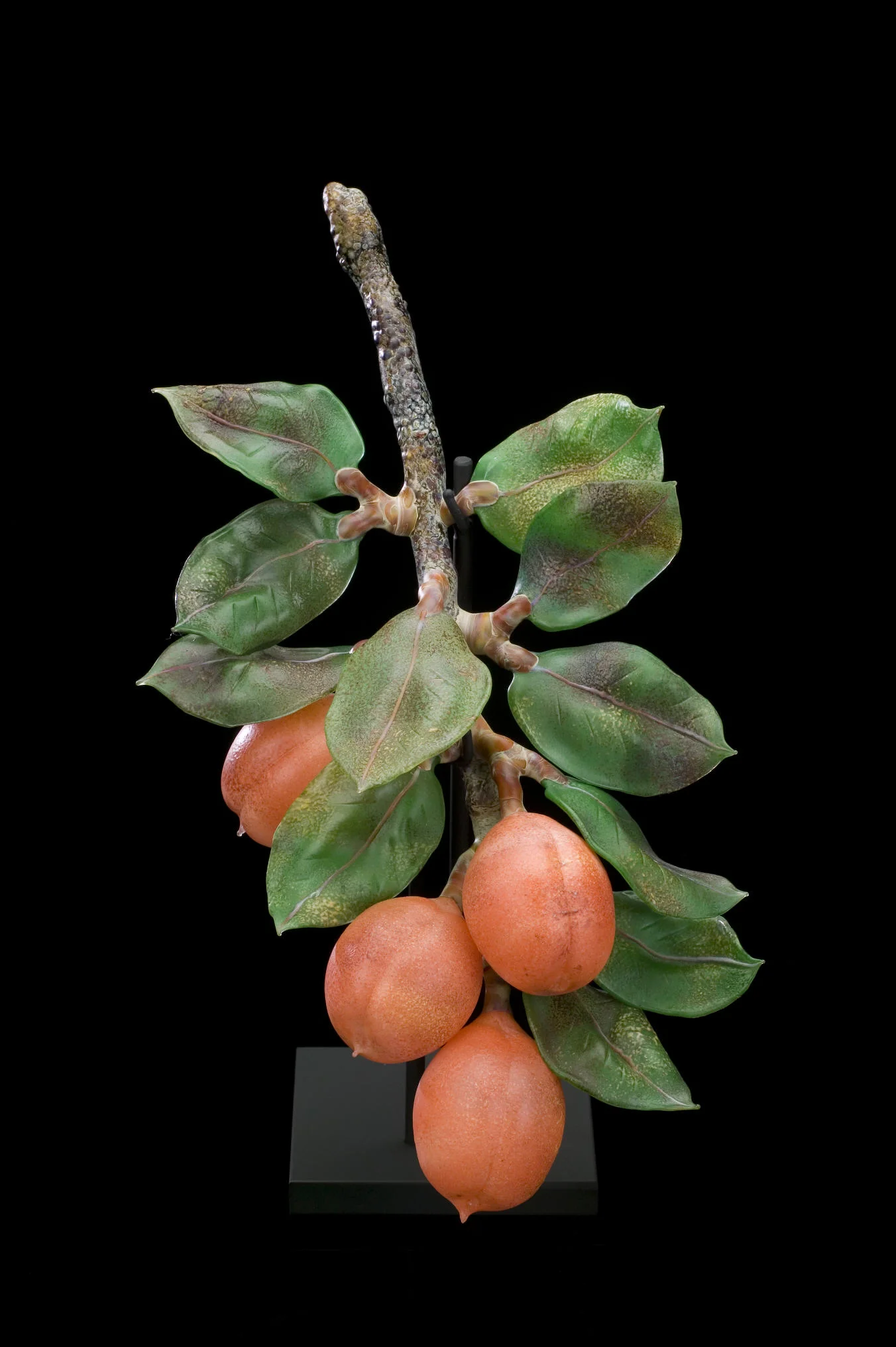 apricots.jpg