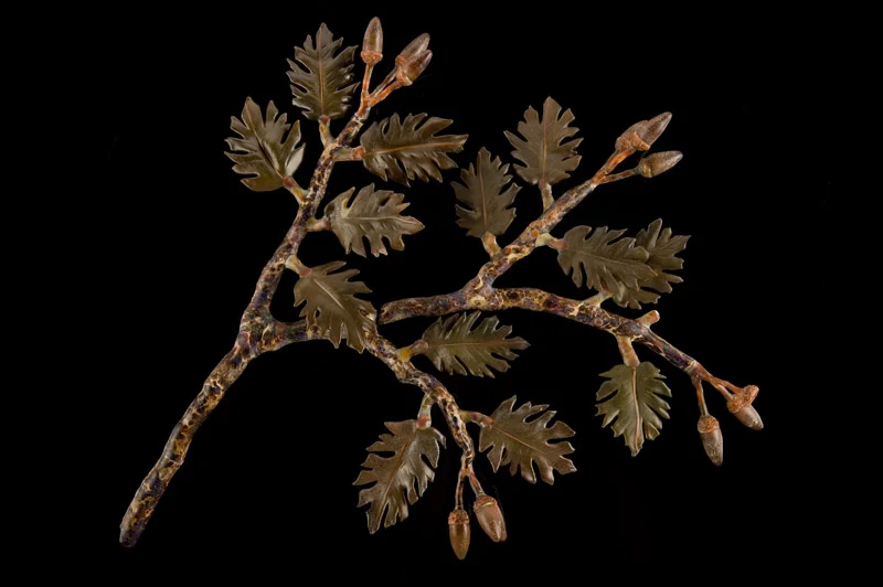 Oak Branch