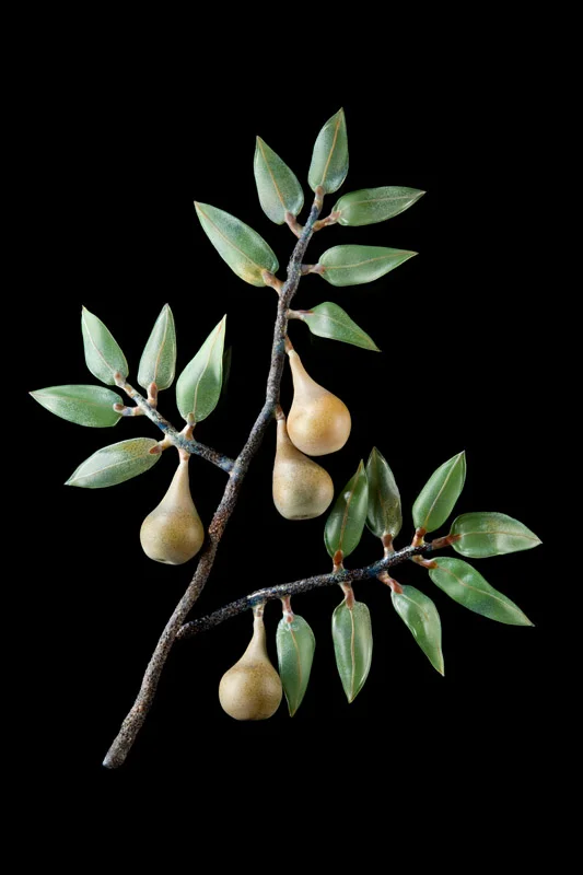 Pear Branch