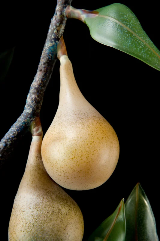 Pear Branch.jpg