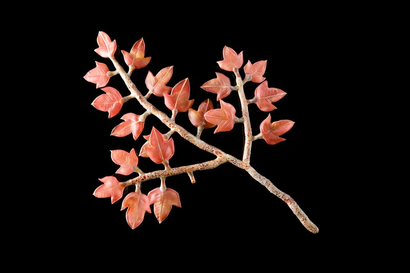 Red Maple Branch