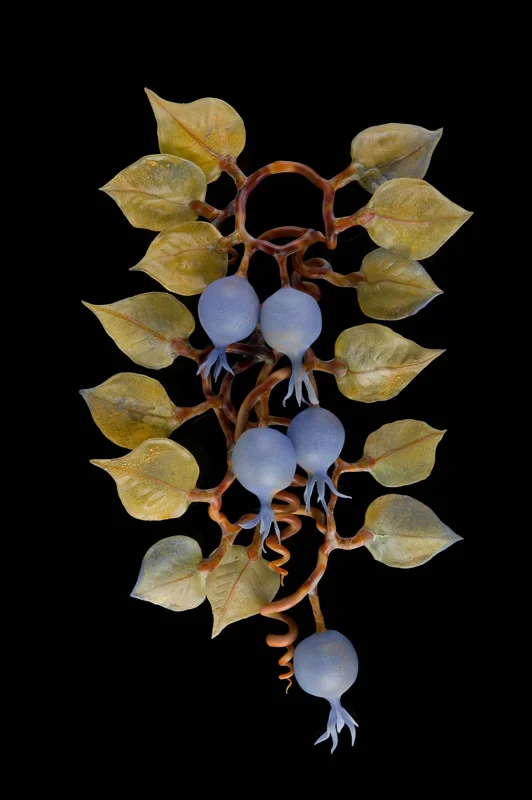 Periwinkle Vine