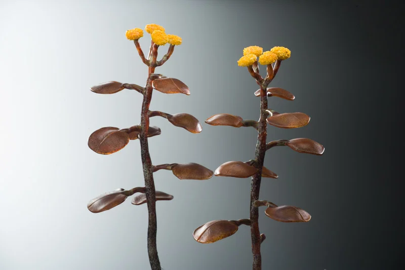Yellow Button Weed
