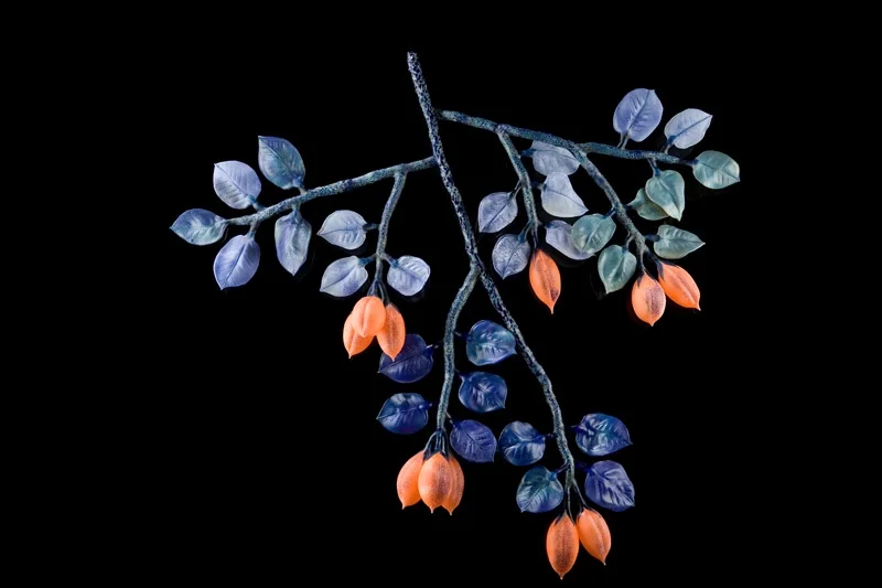 Apricots from Elsewhere
