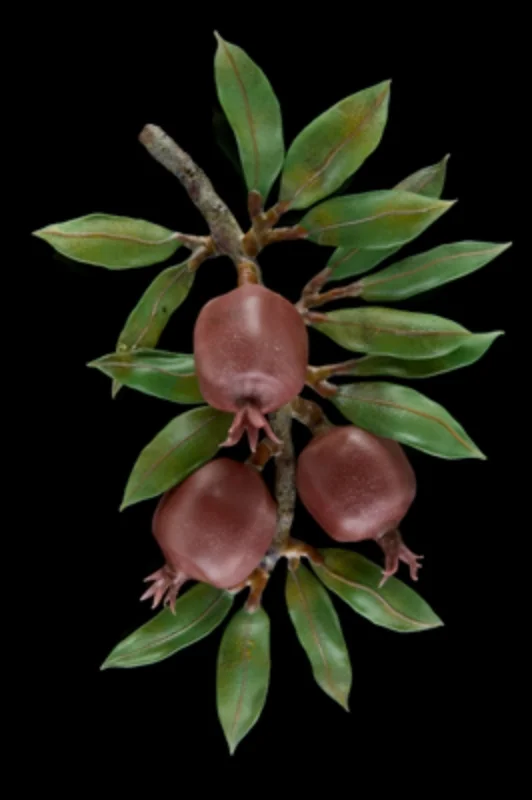 Pomegranate Branch