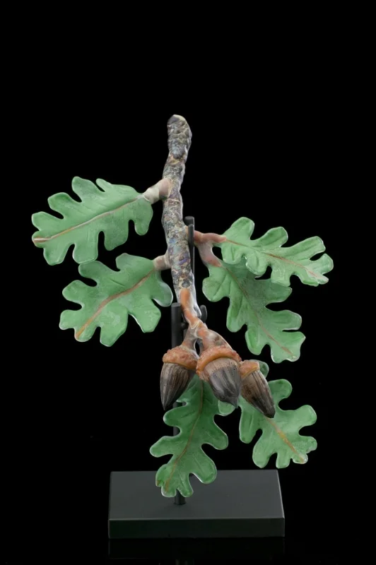 Acorns