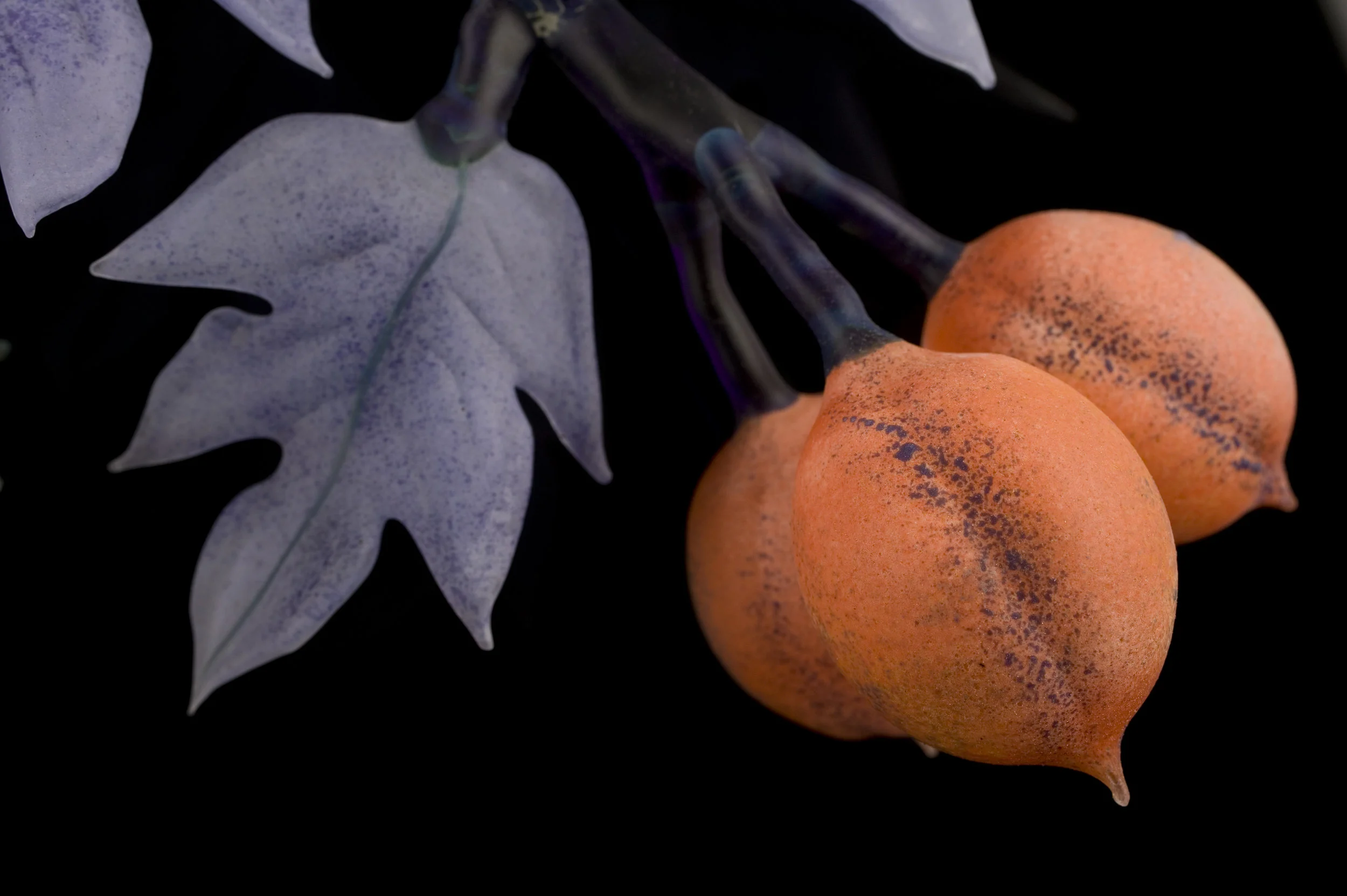 Apricots from Elsewhere detail 2.jpg