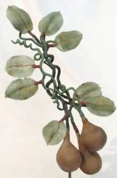 gourd changes.jpg
