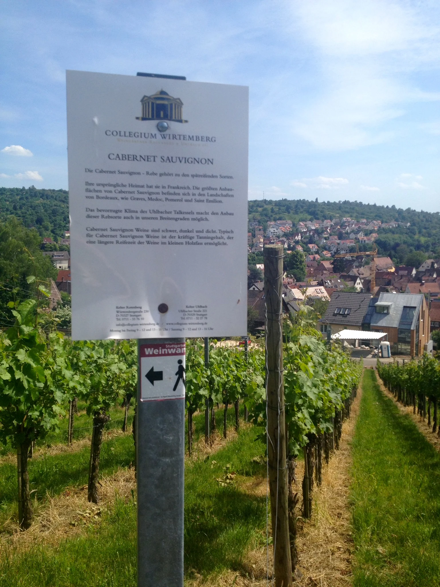 A sign marking the cabernet sauvignon vines along the walk