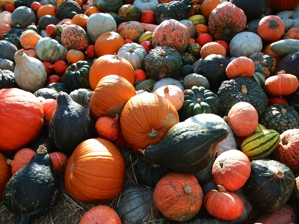 These Are a Few of My Favorite Things at the Ludwigsburg Pumpkin Festival