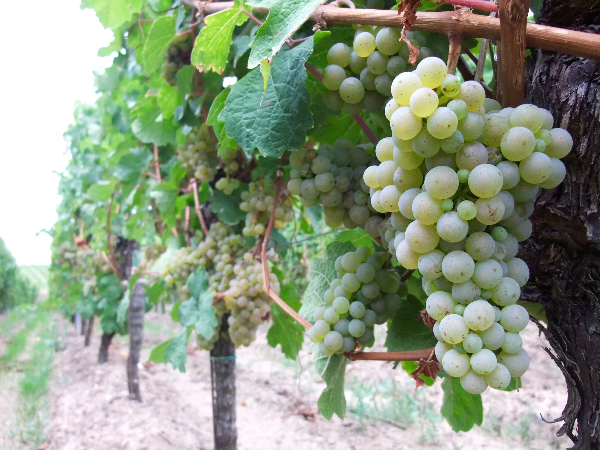 A Wine Weekend in the Pfalz