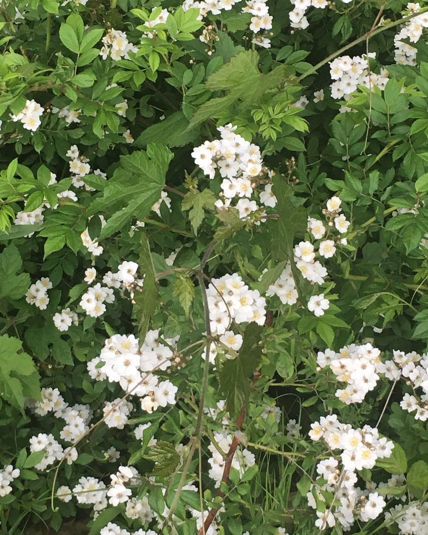 Someone take me camping 
-
-
-
-
-
-
-
-
-
-
-
-
-
-
#summer #flowers #walking