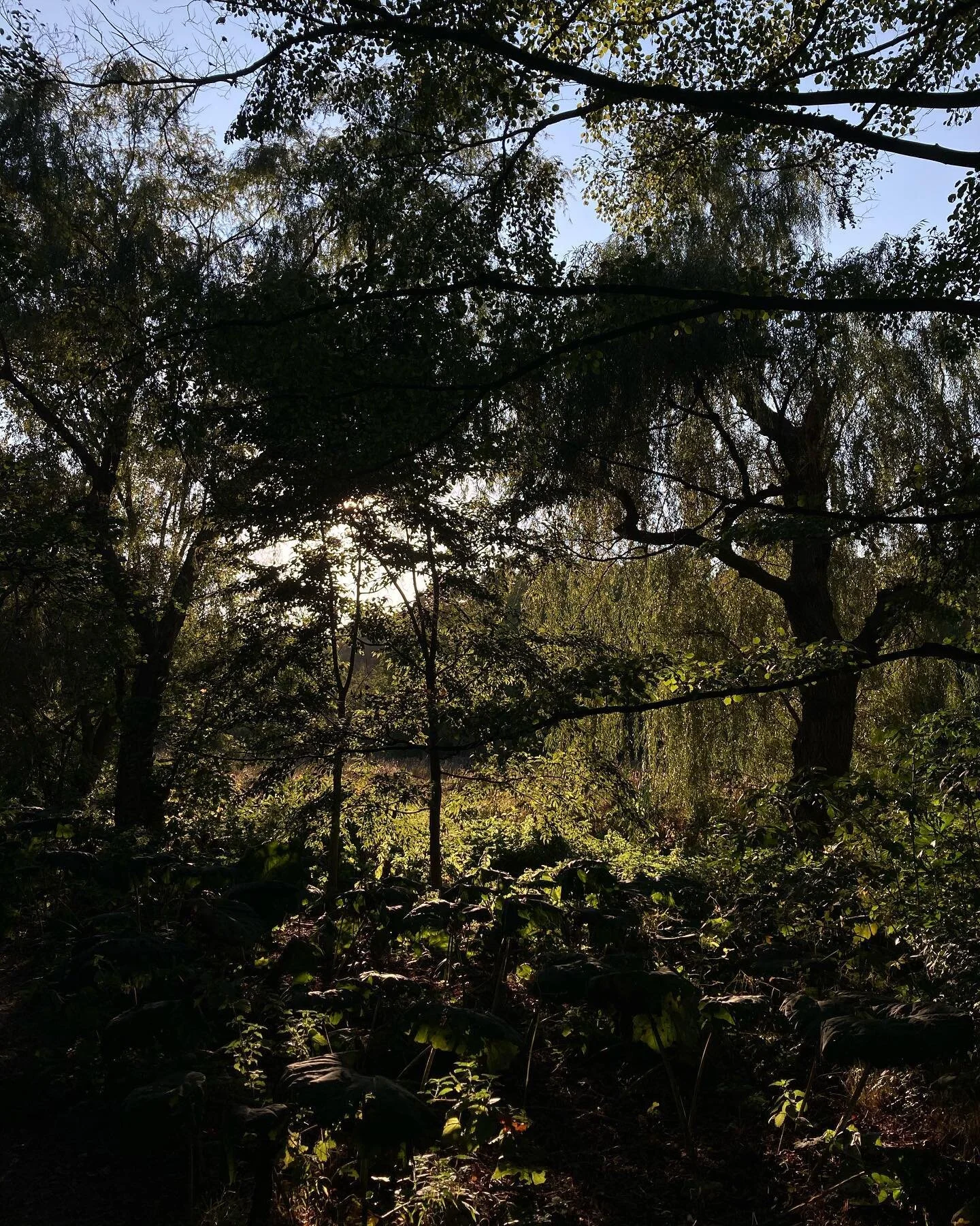 Any excuse for a walk in trees is a good excuse