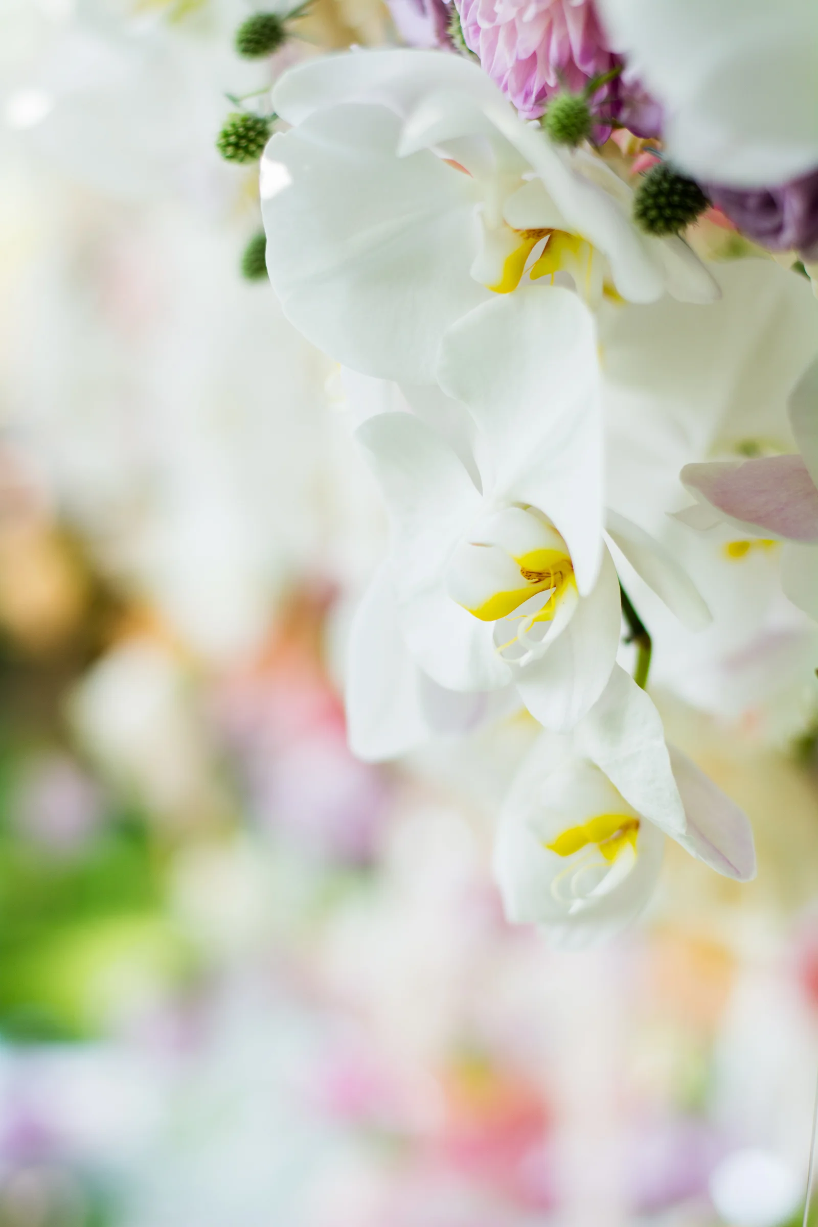 RachaelSmithPhotography_RSP-105.jpg