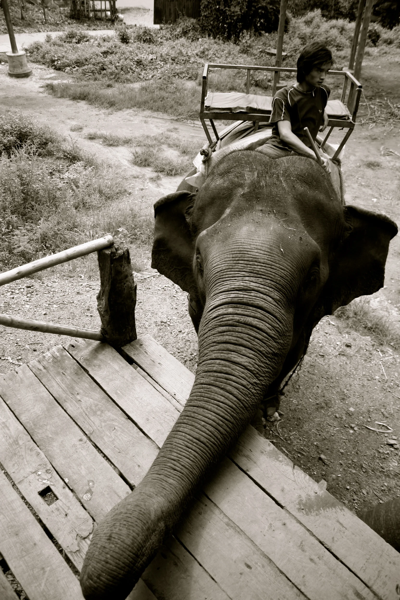 Dumbo