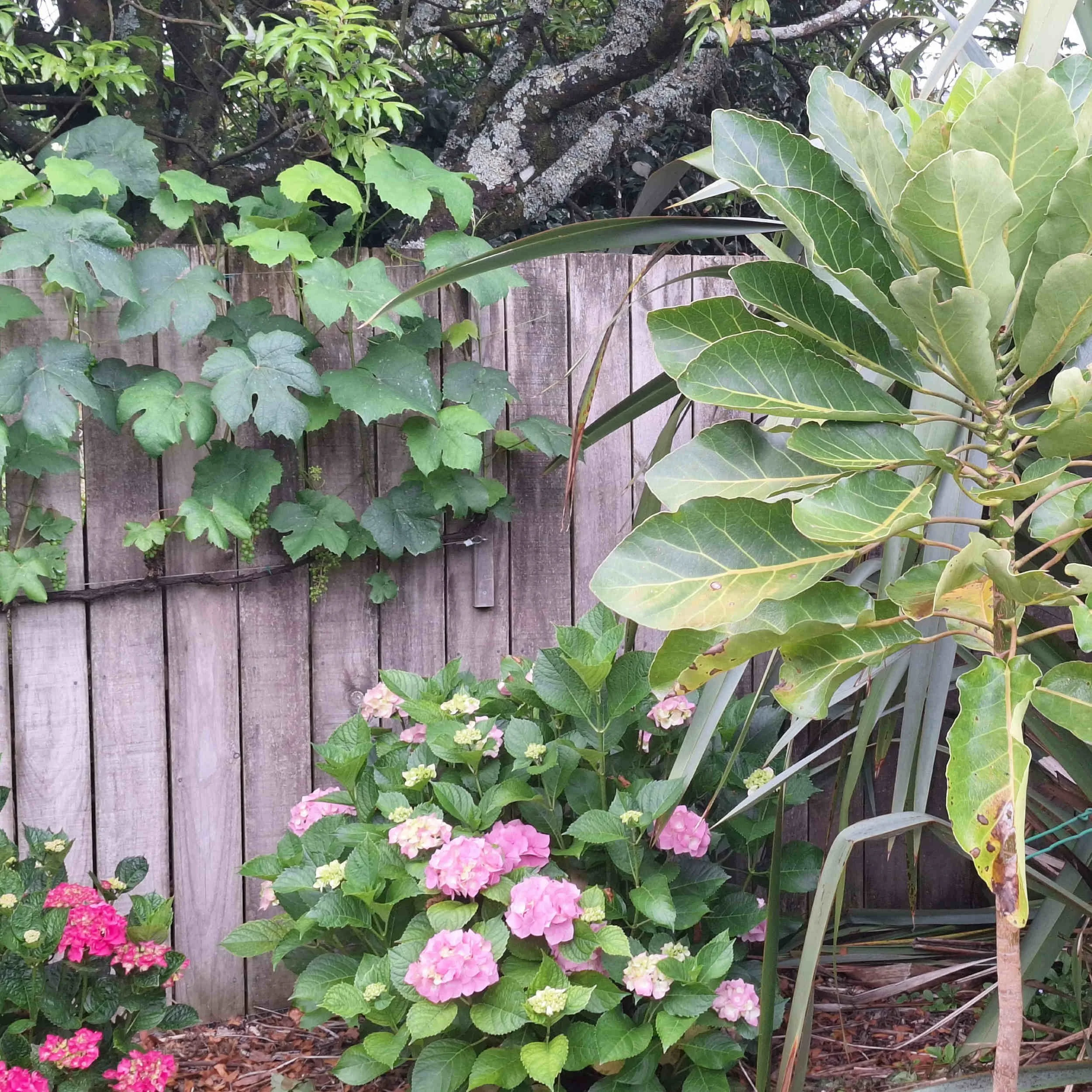 Sonia Fraser Garden Art Studio 1.jpg