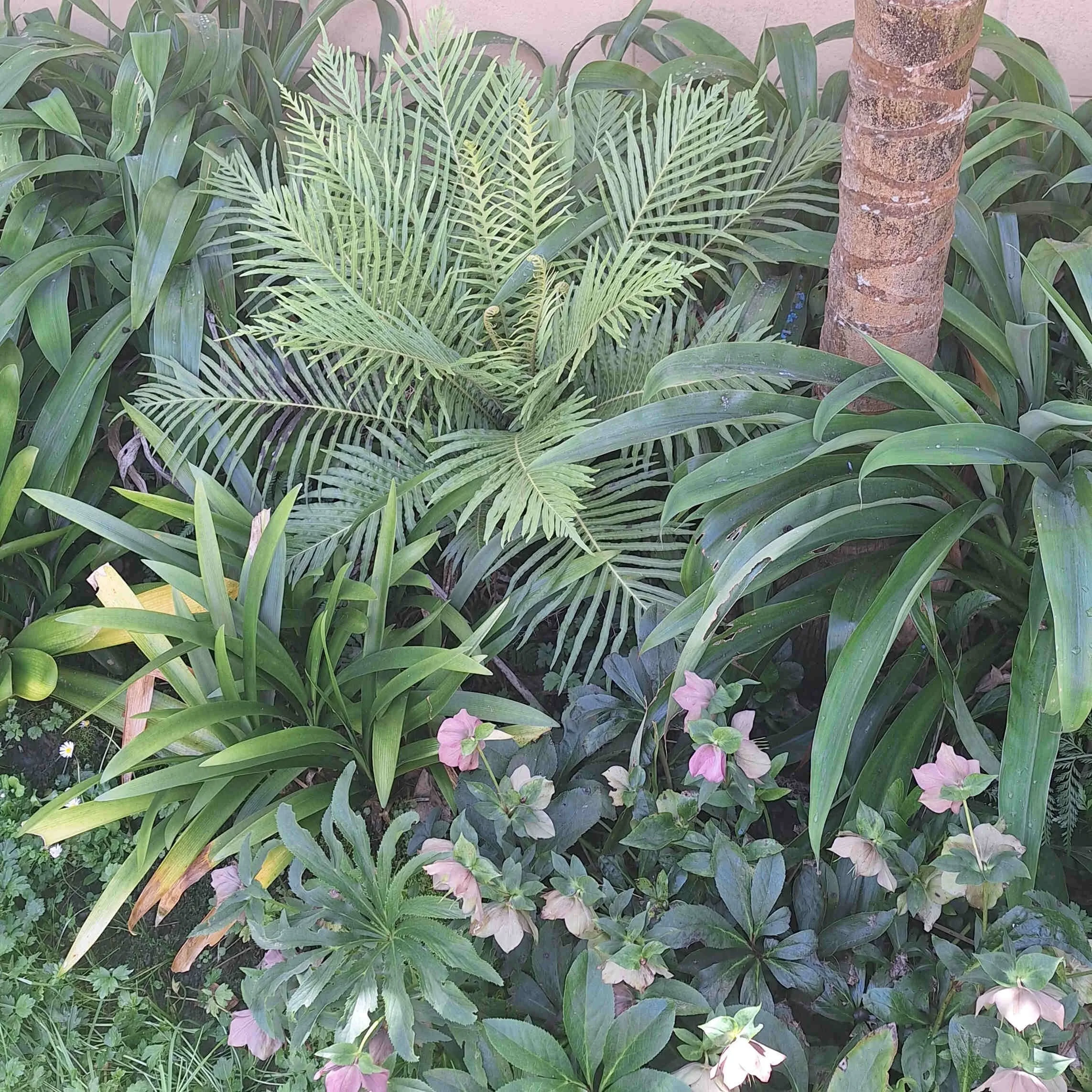 Sonia Fraser Garden Ferns.jpg