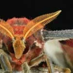 attacus.jpg