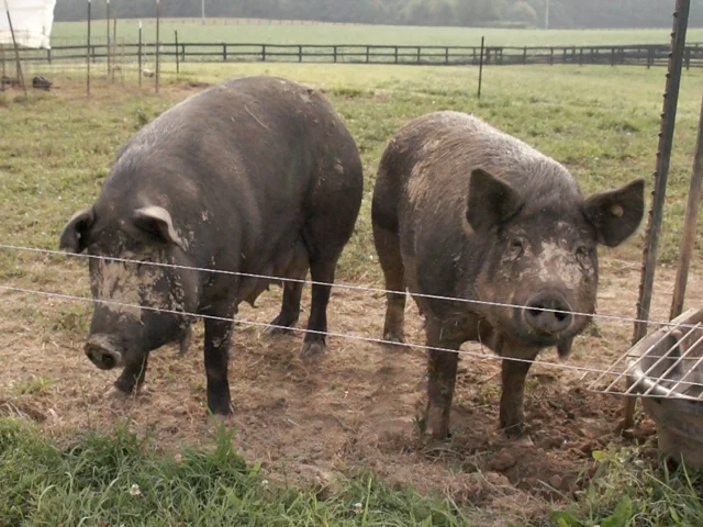 Hogs.jpg