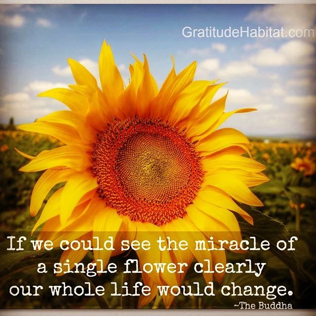 If we could see the miracle of a single flower clearly, our whole life would change. Buddha 🌻🙏🏽💛🙏🏽🌻
#buddha #dharma #selfrealizations #sunflower #unitybarn @meditate #awareness