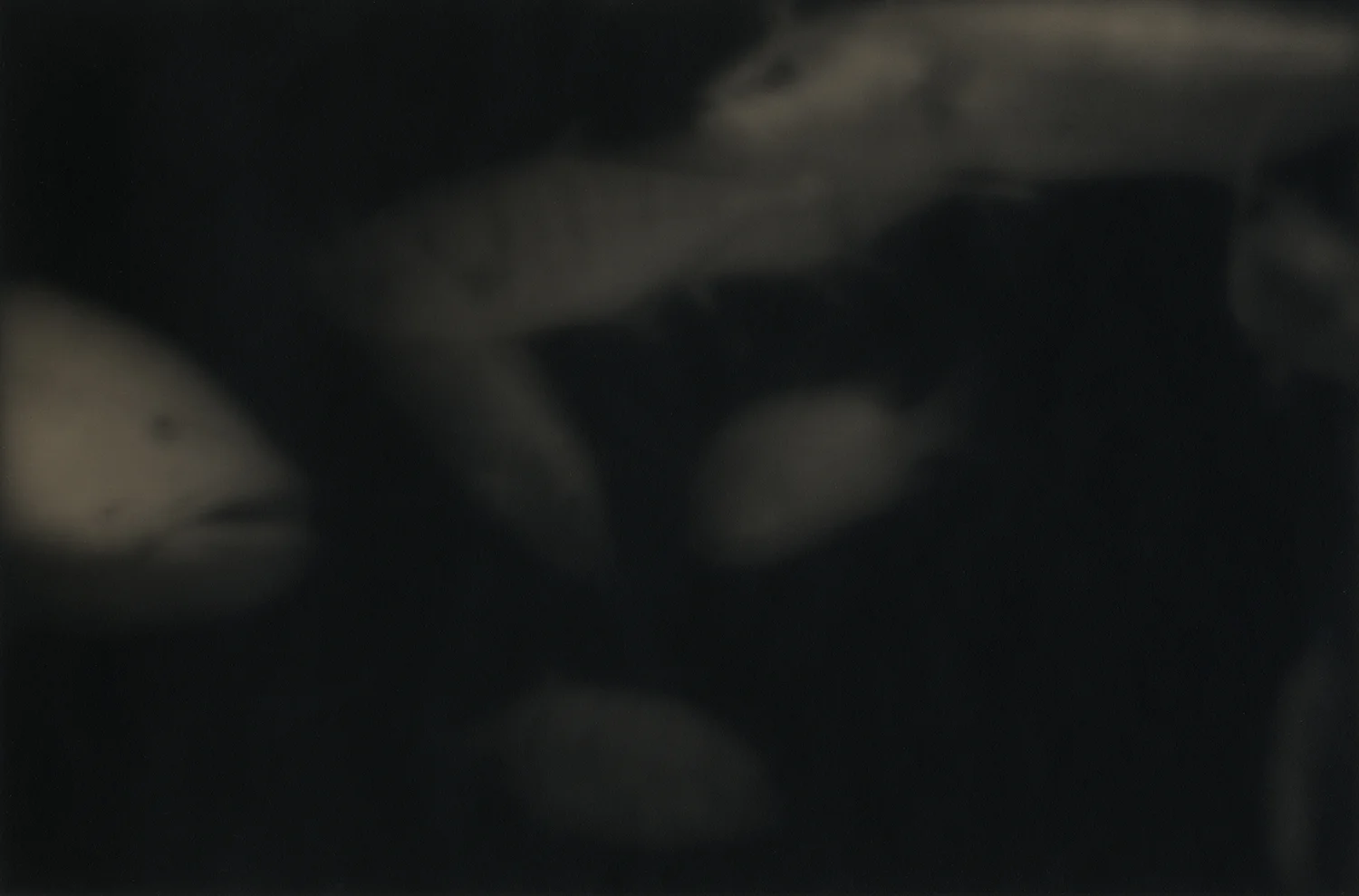 GHOSTS #SDF-2