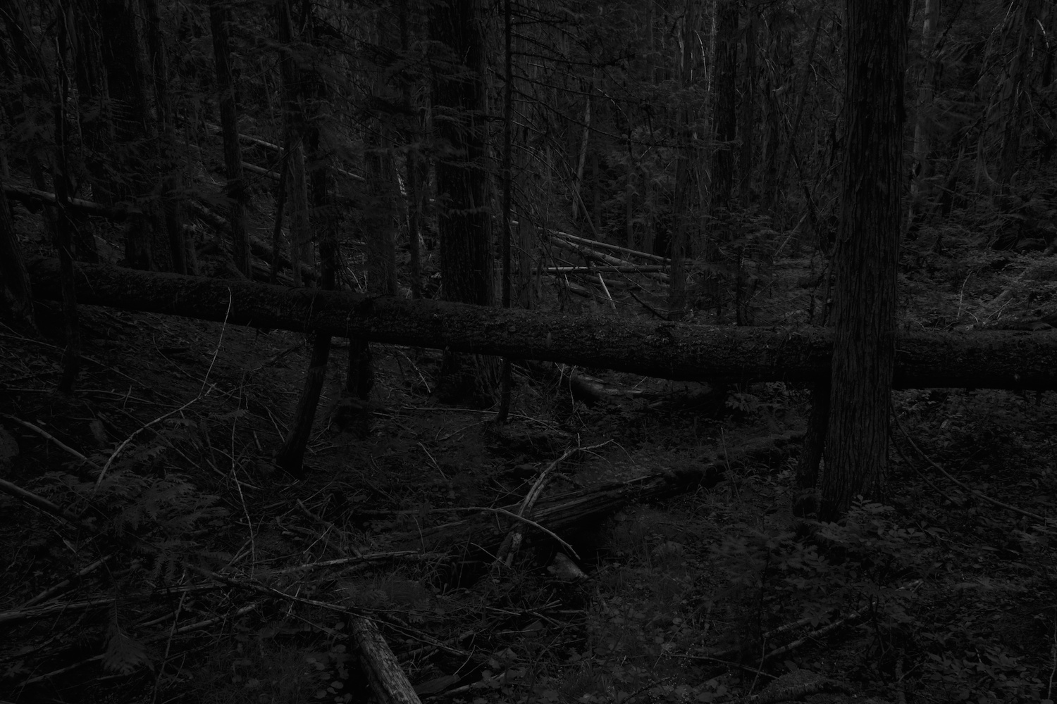 Forest 016.jpg