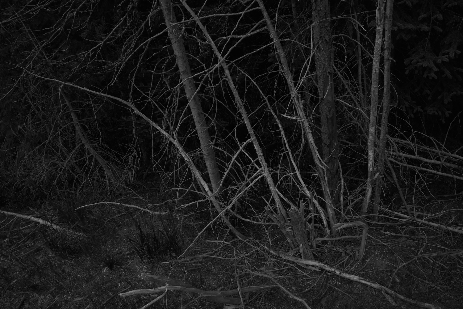 Forest 038.jpg
