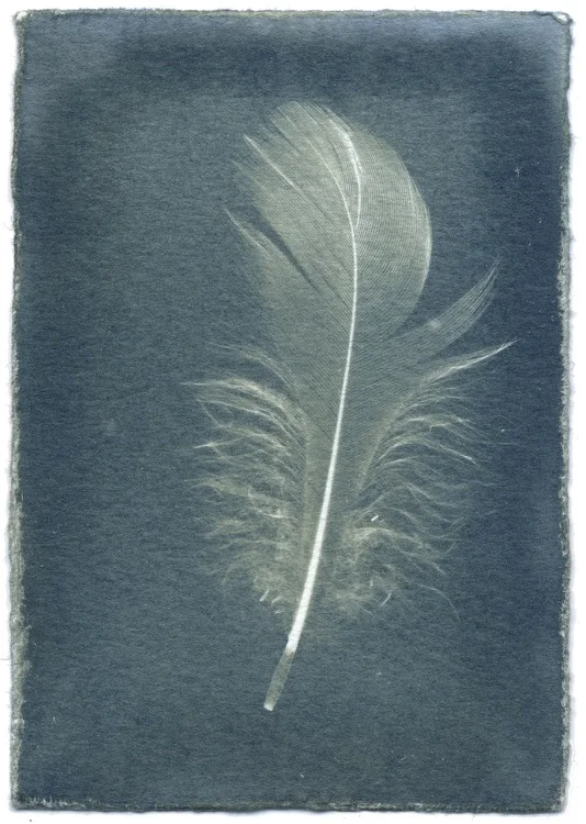 Feathers #11-2