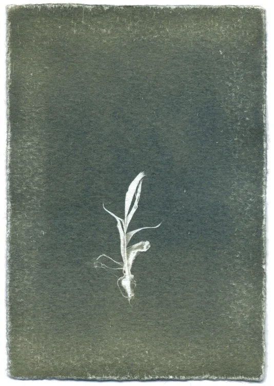 Feathers #09-8