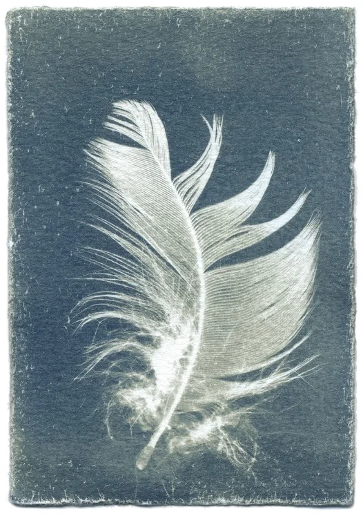 Feathers #14-5